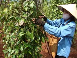 Mỹ là thị trường nhập khẩu Hồ tiêu lớn nhất của Việt Nam
