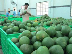 Liên kết 4 nhà trong sản xuất và tiêu thụ trái cây vùng ĐBSCL