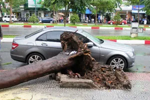 Triển khai các biện pháp, ứng phó với tình trạng cây xanh ngã đổ trên địa bàn TPHCM