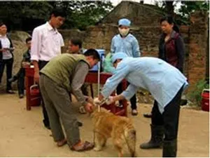 Ngành nông nghiệp chỉ đạo tăng cường phòng chống bệnh dại
