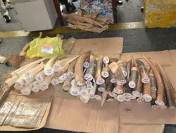 Chi cục Hải quan cửa khẩu sân bay quốc tế Tân Sơn Nhất và Đội Kiểm soát chống buôn lậu khu vực miền Nam được khen thưởng