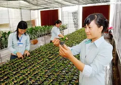 Xây dựng và phát triển nông nghiệp đô thị trên địa bàn TPHCM - Bài 1: Phát huy các ngành mũi nhọn