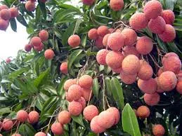Tạo điều kiện đưa quả vải thiều đến với người dân TPHCM