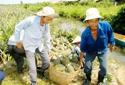 TPHCM tiếp sức cho nông dân