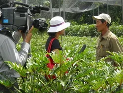 VĐHN: Thành phố xây chắc nền nông nghiệp đô thị