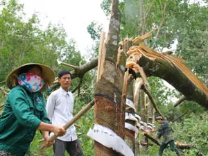 Nông dân miền Đông Nam Bộ phá bỏ cao su