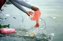 Phát động cuộc thi ảnh “Vấn nạn túi ni-lông”