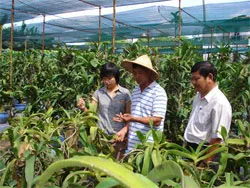 Sản xuất nông nghiệp TPHCM đạt trên 4.700 tỷ đồng