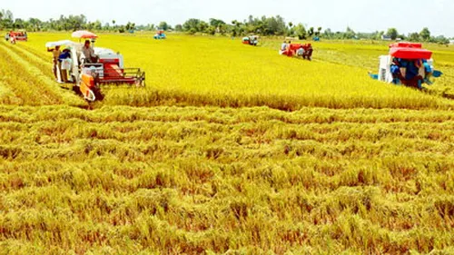 ĐBSCL thu hoạch được 750.000ha lúa Hè Thu