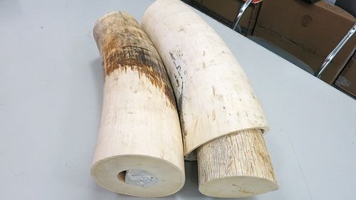 Bắt giữ vụ vận chuyển trái phép ngà voi châu Phi thuộc danh sách đỏ