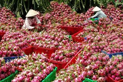 Lối ra cho nông sản Việt