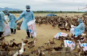 Lần đầu tiên xuất hiện chủng virus cúm gia cầm H5N6 tại 2 tỉnh Hà Tĩnh và Lạng Sơn