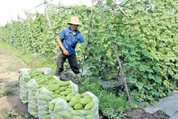 Động lực phát triển từ nông thôn mới