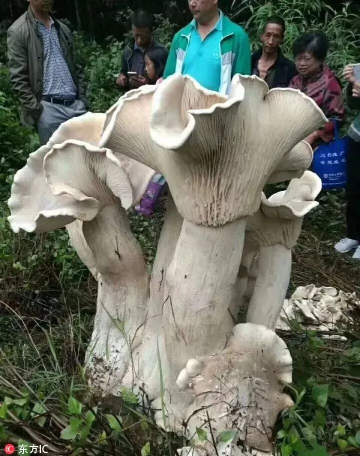 cây nấm khổng lồ voh.com.vn