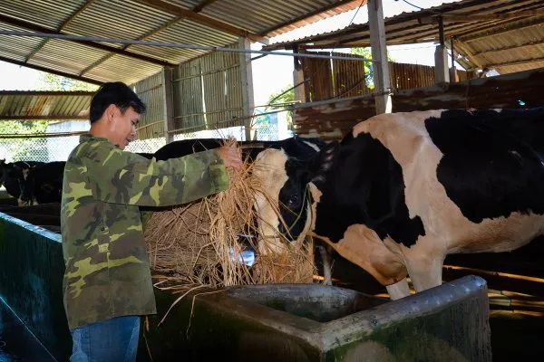 Nông dân chăn nuôi bò sữa tại huyện Củ Chi, TPHCM voh.com.vn