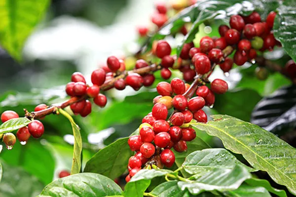 Cà phê là cây công nghiệp lâu năm nên cần được bón phân nhiều lần trong năm cả mùa mưa và mùa khô. 