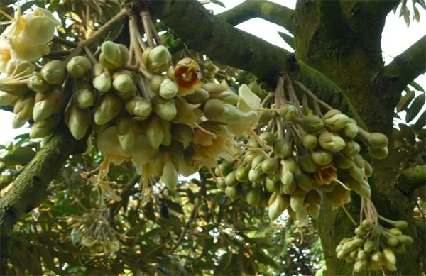 Bổ sung dinh dưỡng cho sầu riêng giai đoạn ra hoa