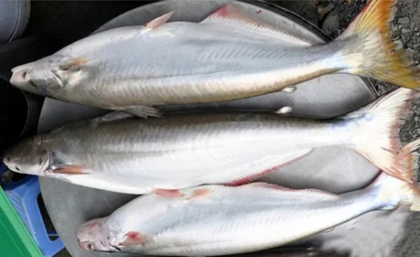 Giá cả thị trường hôm nay 7/5/2018: Cá bông lau phi-lê 500 ngàn đồng một kg