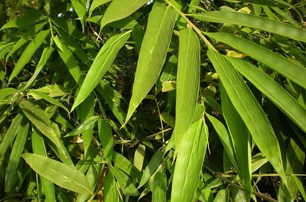 3 loại lá cây khi mắc bệnh thủy đậu có thể tắm