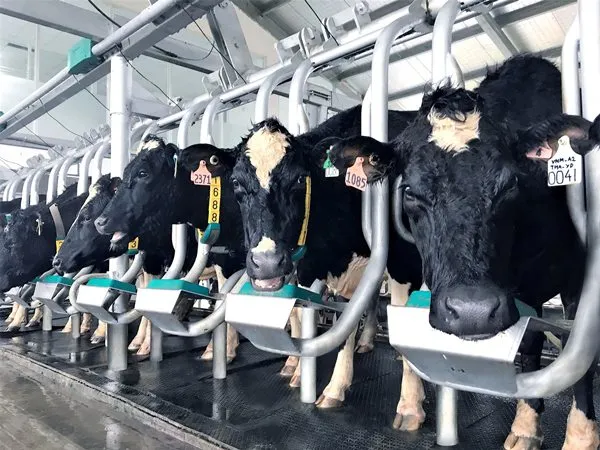 Các cá thể bò mẹ đến từ các trang trại được tuyển chọn kỹ lưỡng và các cá thể bê con A2 sẽ được lựa chọn lại lần 2, cách ly và chăm sóc theo tiêu chuẩn đặc biệt tại New Zealand trước khi nhập về Việt Nam.