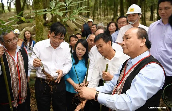 Thủ tướng Nguyễn Xuân Phúc: Sâm Ngọc Linh là quốc bảo của Việt Nam. Ảnh: VGP/Quang Hiếu