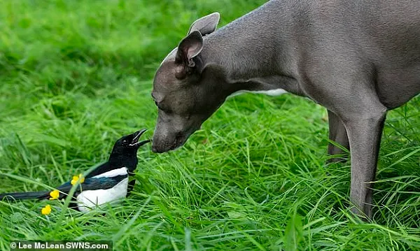 Tình bạn đặc biệt giữa chó và...chim