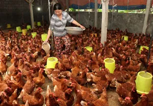 Thêm 2 tỉnh Quảng trị và Quảng Ngãi xuất hiện cúm gia cầm H5N6