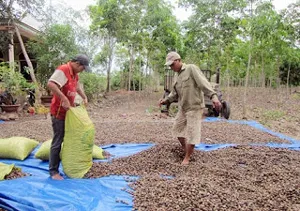 Hiệp hội Điều Việt Nam khuyến khích nông dân thâm canh vườn điều