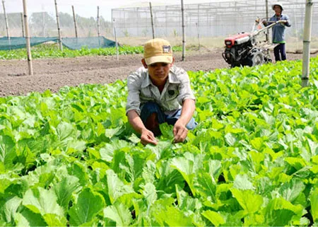 Sự chuyển mình của giai cấp nông dân TPHCM