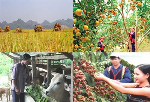 Phải quan tâm hỗ trợ bà con nông dân từ khâu tiếp cận vốn và thị trường