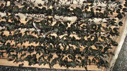 Cần có Hiệp hội để phát triển nghề nuôi chim yến