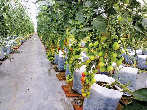 Triển vọng đột phá trong thu hoạch, bảo quản nông sản