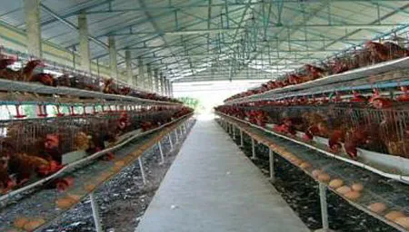 Xây dựng vùng an toàn dịch bệnh cho gà ở 5 tỉnh vùng Đông Nam bộ