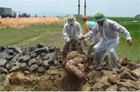 Tái phát dịch lở mồm long móng gia súc tại tỉnh Hà Tĩnh