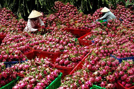 Ngành nông nghiệp lần đầu tiên xuất siêu 10 tỷ USD