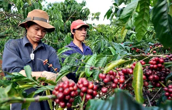Triển vọng và thách thức cho ngành cà phê Việt Nam