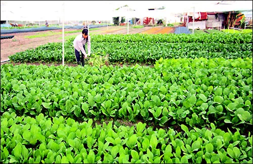 Thời tiết bất lợi, vẫn đảm bảo nguồn cung cho rau Tết