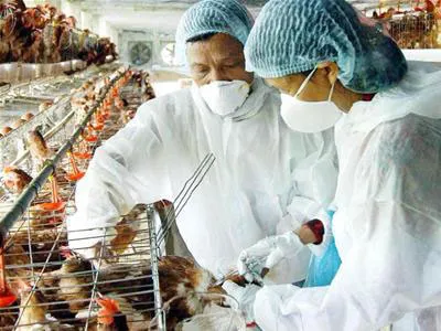 TPHCM: Quyết tâm không để xảy ra dịch bệnh trên vật nuôi