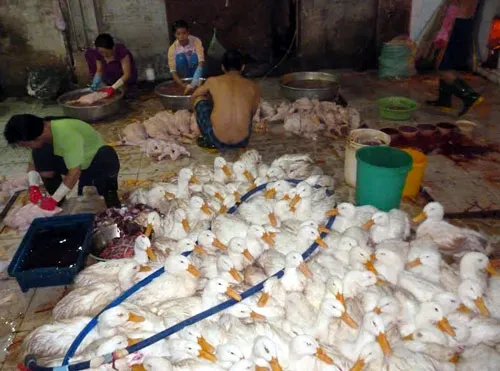 Xử lý gần 1,1 tấn vịt giết mổ trái phép
