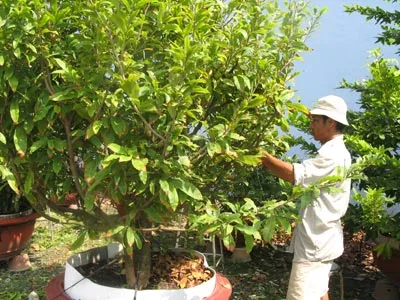 TP.HCM: Phong phú sắc màu hoa kiểng Tết