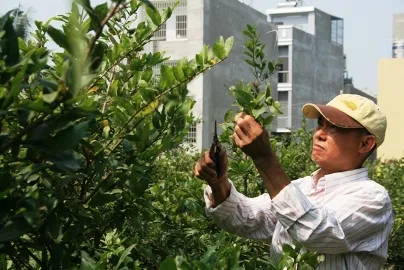TP.HCM: Giá mai tết Ất Mùi ổn định