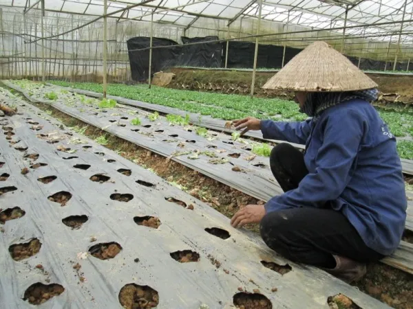 Quyết định 13 đưa quá trình chuyển dịch cơ cấu nông nghiệp đi đúng hướng
