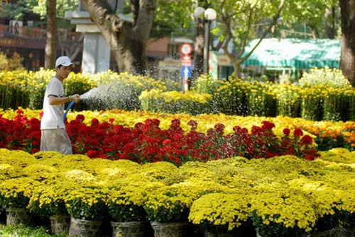 Chợ hoa Tết 2015: Nhà vườn trông chờ sức mua tăng ở ngày cuối cùng 