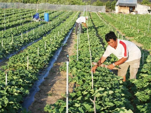 Khoa học công nghệ địa phương - những tín hiệu khởi sắc