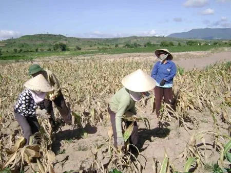 Tháng 3/2015 Khô hạn tiếp tục diễn ra căng thẳng ở Tây Nguyên và Nam Bộ