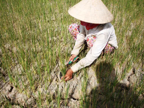 Tổ chức nhiều hoạt động hưởng ứng Ngày Nước thế giới năm 2015