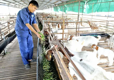 Thu nhập của người dân Củ Chi tăng gấp đôi
