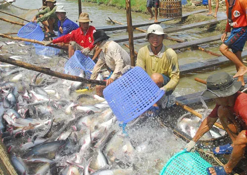 Năm 2015: Triển vọng ngành thuỷ sản Việt Nam