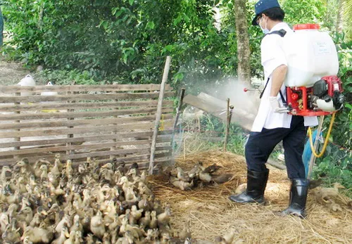 Thêm TP Cần Thơ tái phát cúm gia cầm