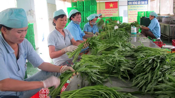 Sản xuất, kinh doanh, tiêu dùng rau, thịt an toàn